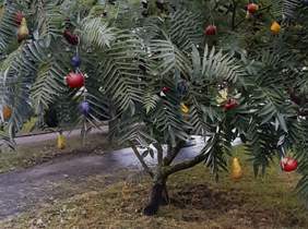 Pokaż zdjęcie: Zdjęcie przedstawiające matowe, ciemne, intensywnie zielone drzewo z cienkimi i długimi liśćmi. Na drzewie karminowe (ciemny róż z czerwienią), szafranowe,  fioletowe z odcieniem czerwieni owoce takie jak: jabłka, borówki, cytryny, gruszki, porz