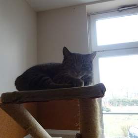 Pokaż zdjęcie: Jedną z form terapii jest felinoterapia