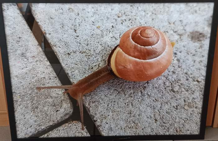 Pokaż zdjęcie: Fotografia przedstawiająca ślimaka 
