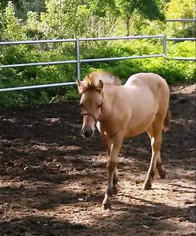 Klacz Mokka ze źrebakiem Magią. Zdjęcia pochodzą ze zbiorów Fundacji Ducha.