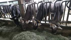 Pokaż zdjęcie: W Juchowie wszystkie krówki mają super