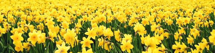 Pokaż zdjęcie: Pole żonkili na tle niebieskiego, słonecznego nieba.