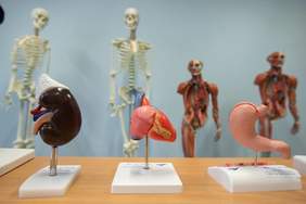 Pokaż zdjęcie: Pracownia, w której kształcą się przyszli masażyści