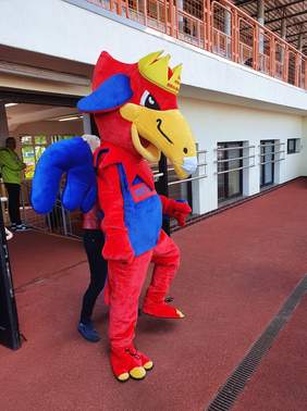 Pokaż zdjęcie: Gryfuś już gotowy do zawodów