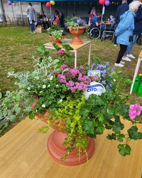 Pokaż zdjęcie: Kompozycja z równych kwiatów w doniczce