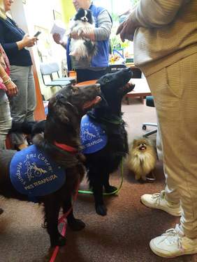 Pokaż zdjęcie: W pokoju znajdują się cztery psy. Jeden z nich jest na rękach człowieka, a trzy pozostałe stoją na wykładzinie. Widać też ludzkie nogi. 