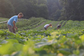 Pokaż zdjęcie: Gospodarstwo Juchowo Farm
