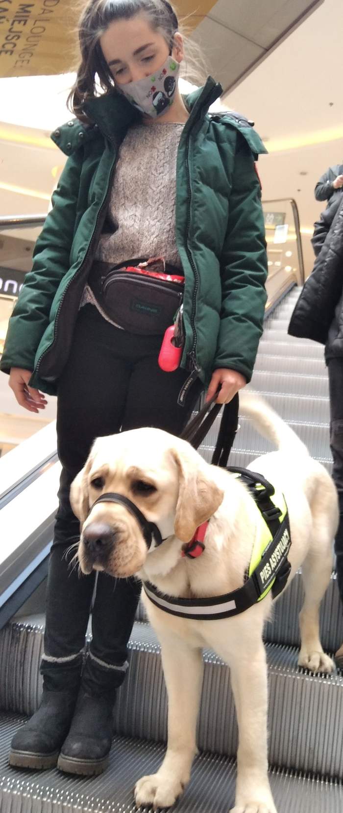 Pokaż zdjęcie: Pies asystujący przekazany beneficjentowi projektu pn. „Alert Dog – Sygnalizujący Pies Asystent”