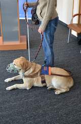 Pies przewodnik rady labrador leży przy nodze ospby z dysfunkcją wzroku, poruszającej się o lasce